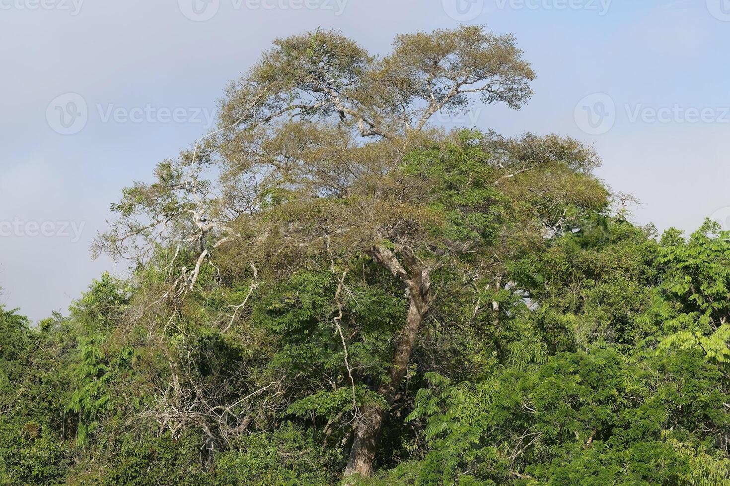 Morning fog on the Amana River, an Amazon tributary, Amazonas state, Brazil photo