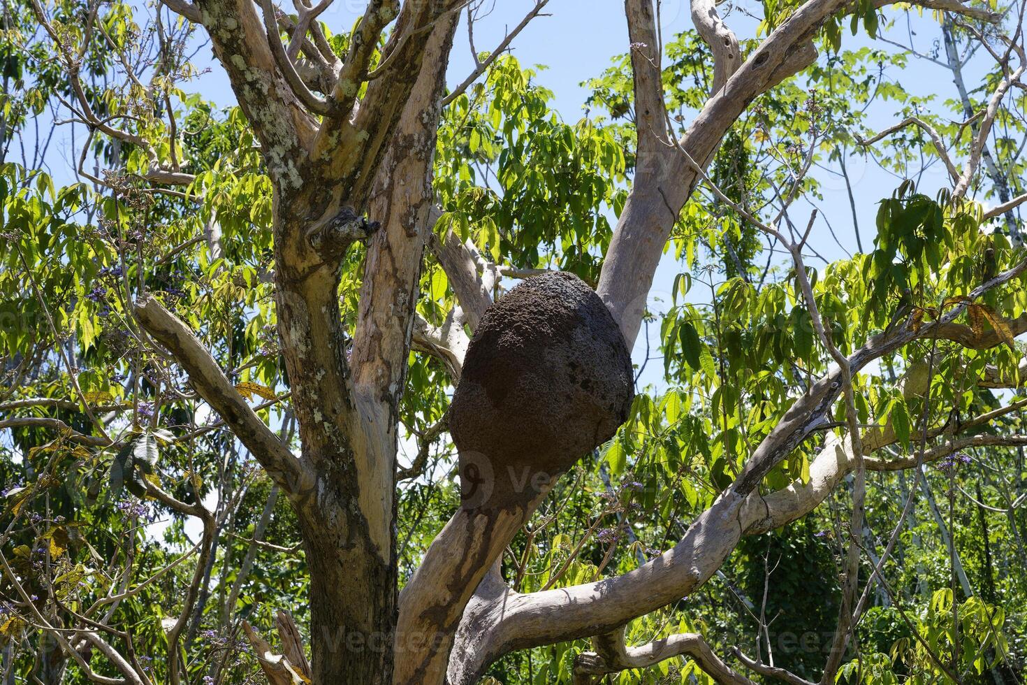 Termite Mound in a tree in the flooded forest, Amazonas state, Brazil photo