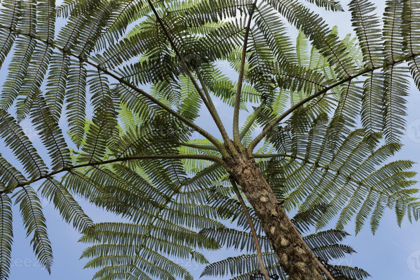 Tree ferns, Tropical Cloud Forest, Manu National Park, Peru photo