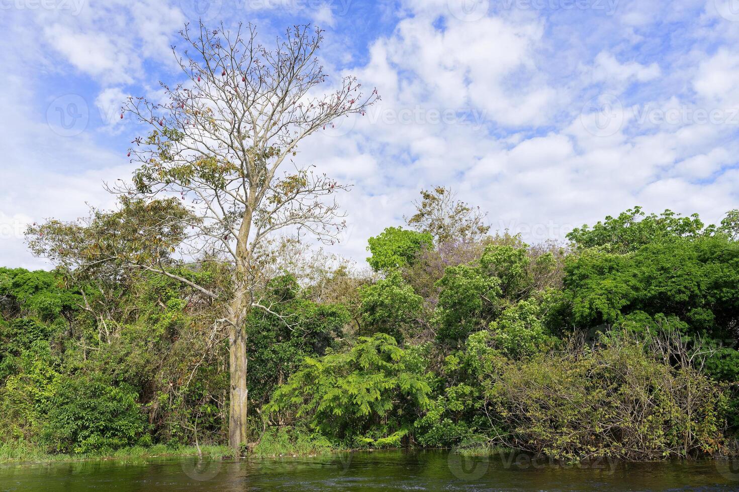 Kapok tree in the flooded forest, Amazonas state, Brazil photo