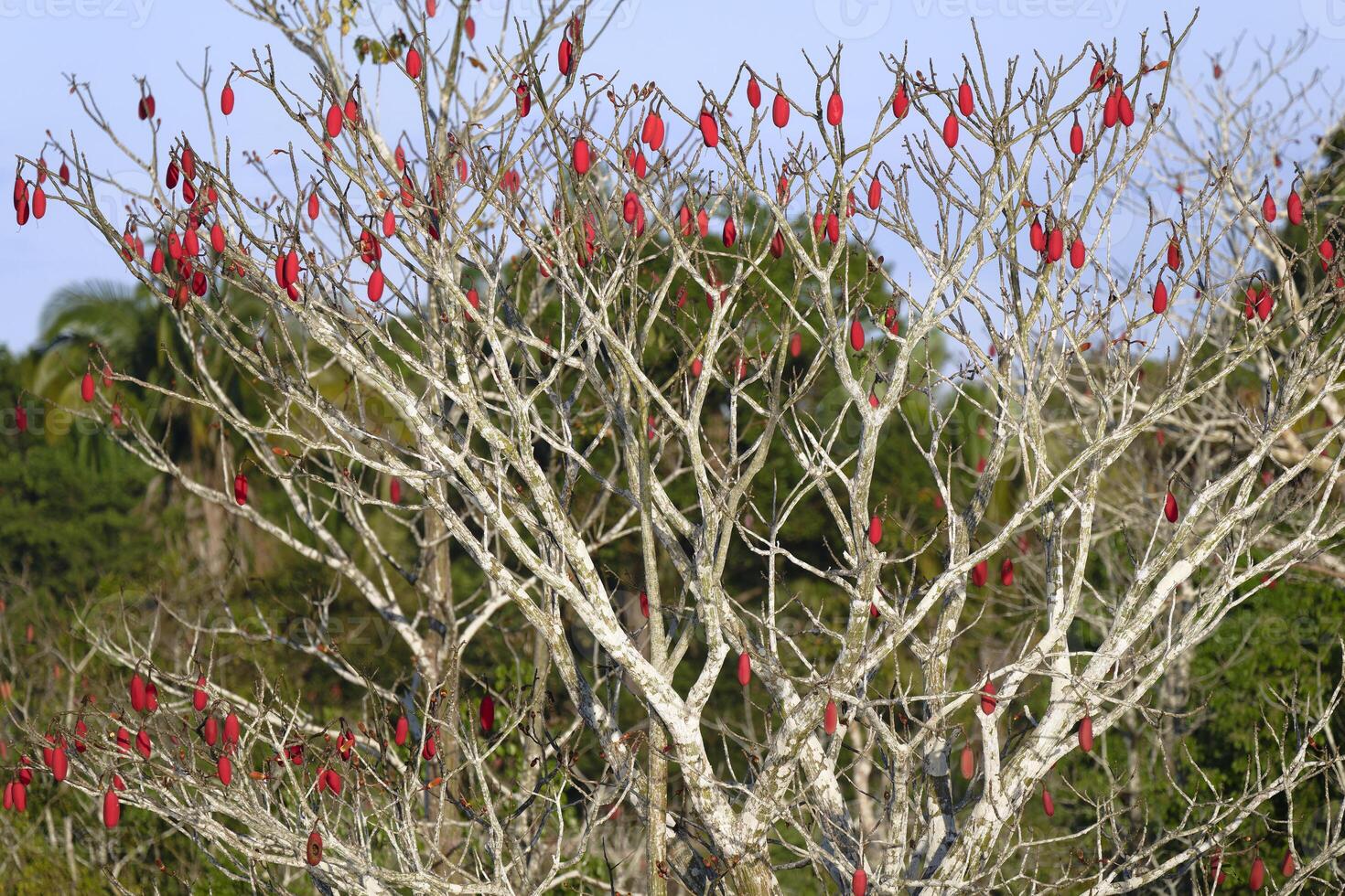 Brazilian kapok tree, Chorisia speciosa, Amazonas state, Brazil photo