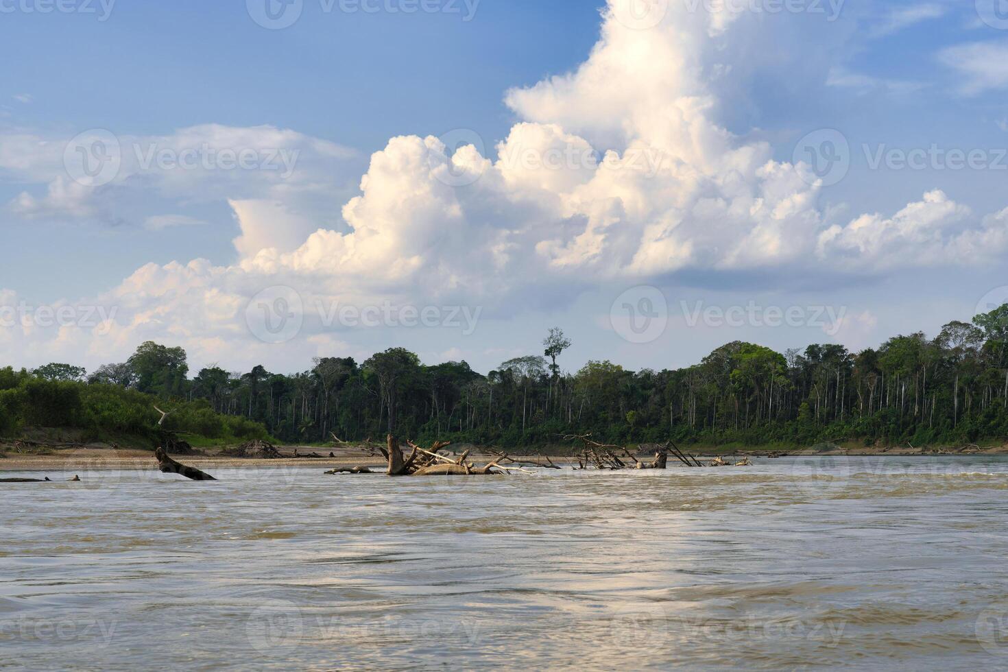 Amazon Tropical rain Forest along the Rio Colorado, Peruvian Amazon, Peru photo