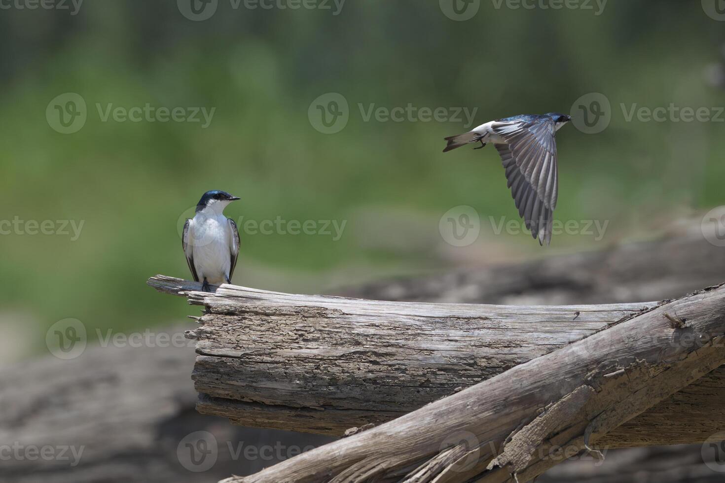 White winged Swallows, Tachycineta albiventer, Manu National Park, Peruvian Amazon, Peru photo