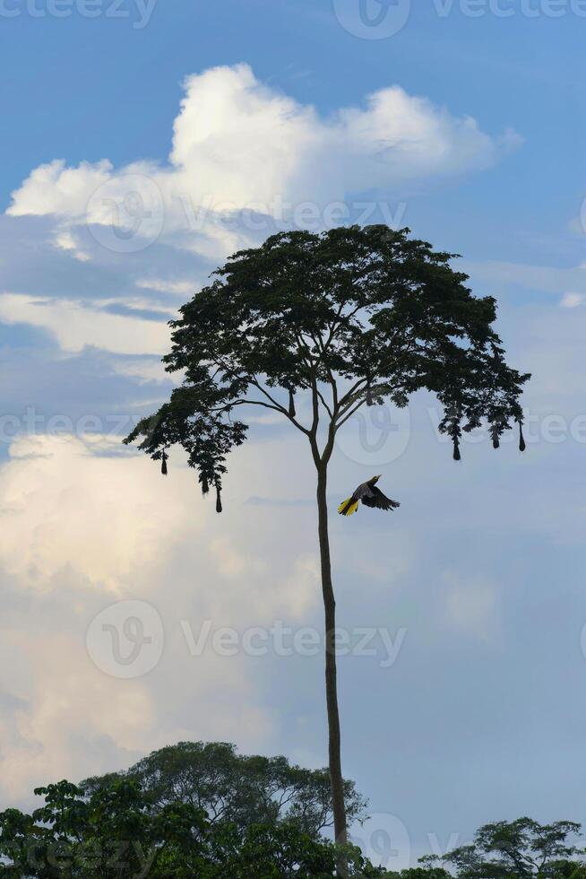 Crested oropendola flying under nesting tree in Amazon Tropical Rain Forest, Rio Colorado, Peruvian Amazon, Peru photo