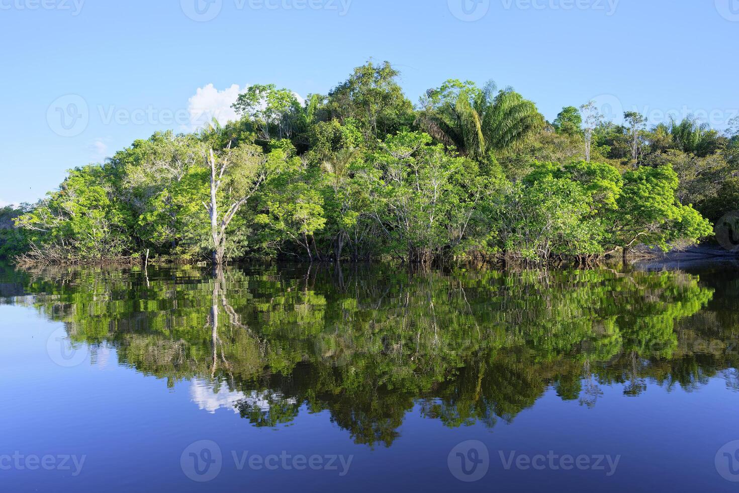 arboles reflejando en el amana río, un Amazonas afluente, amazonas estado, Brasil foto