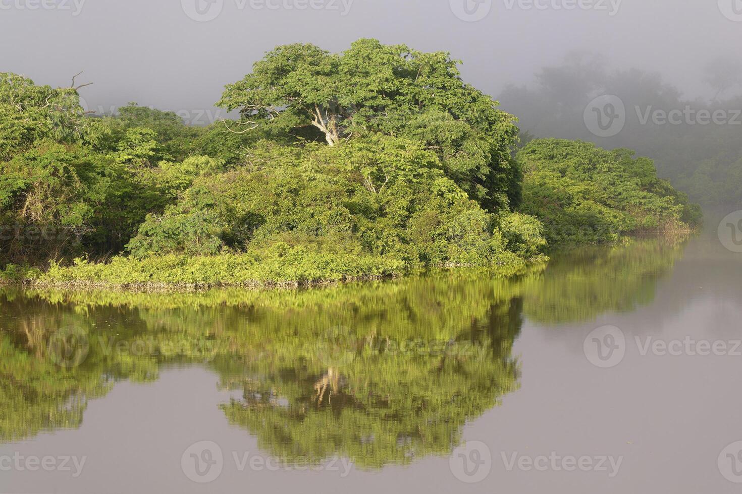 Mañana niebla en el amana río, un Amazonas afluente, amazonas estado, Brasil foto