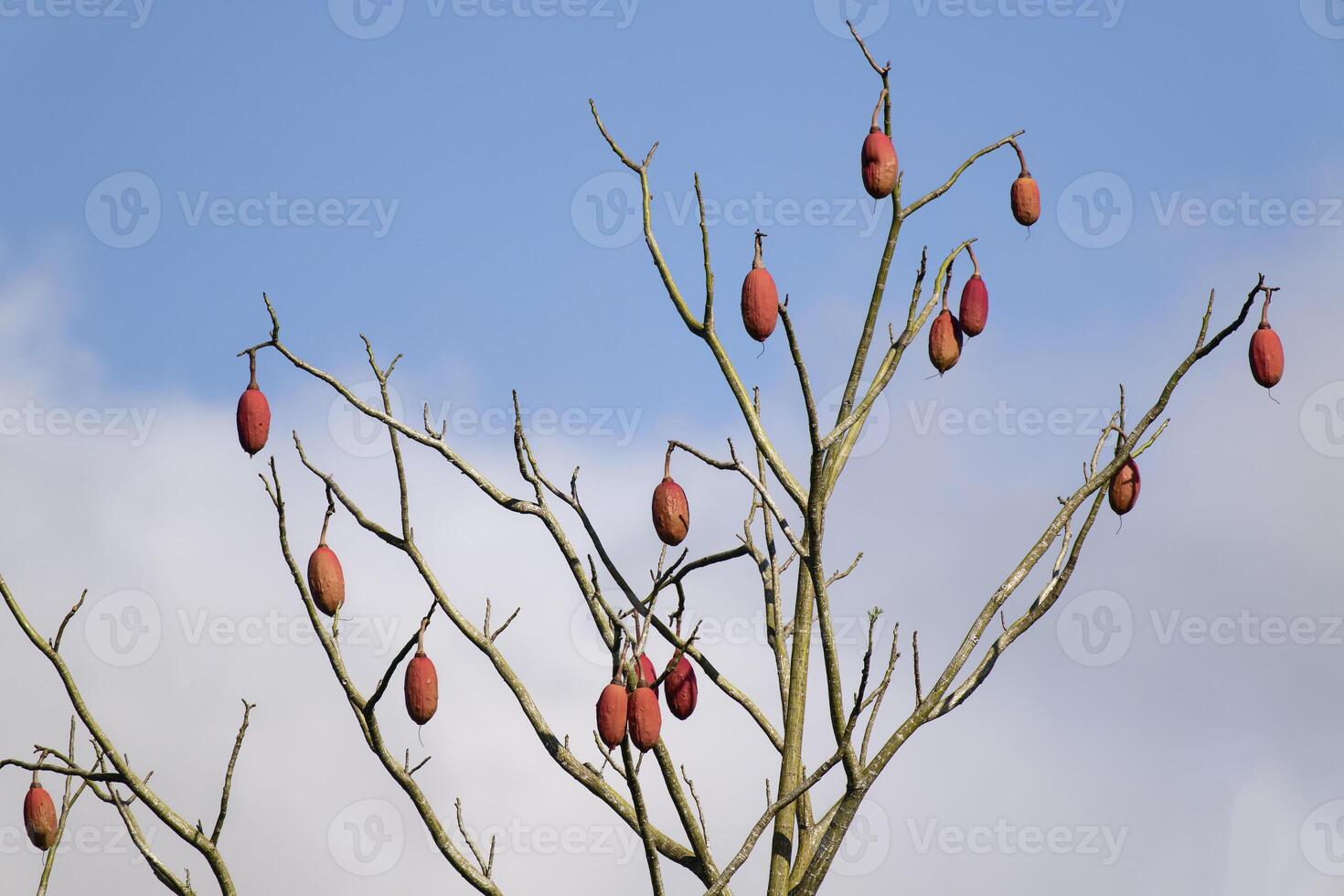 Brazilian kapok tree fruits, Amazonas state, Brazil photo