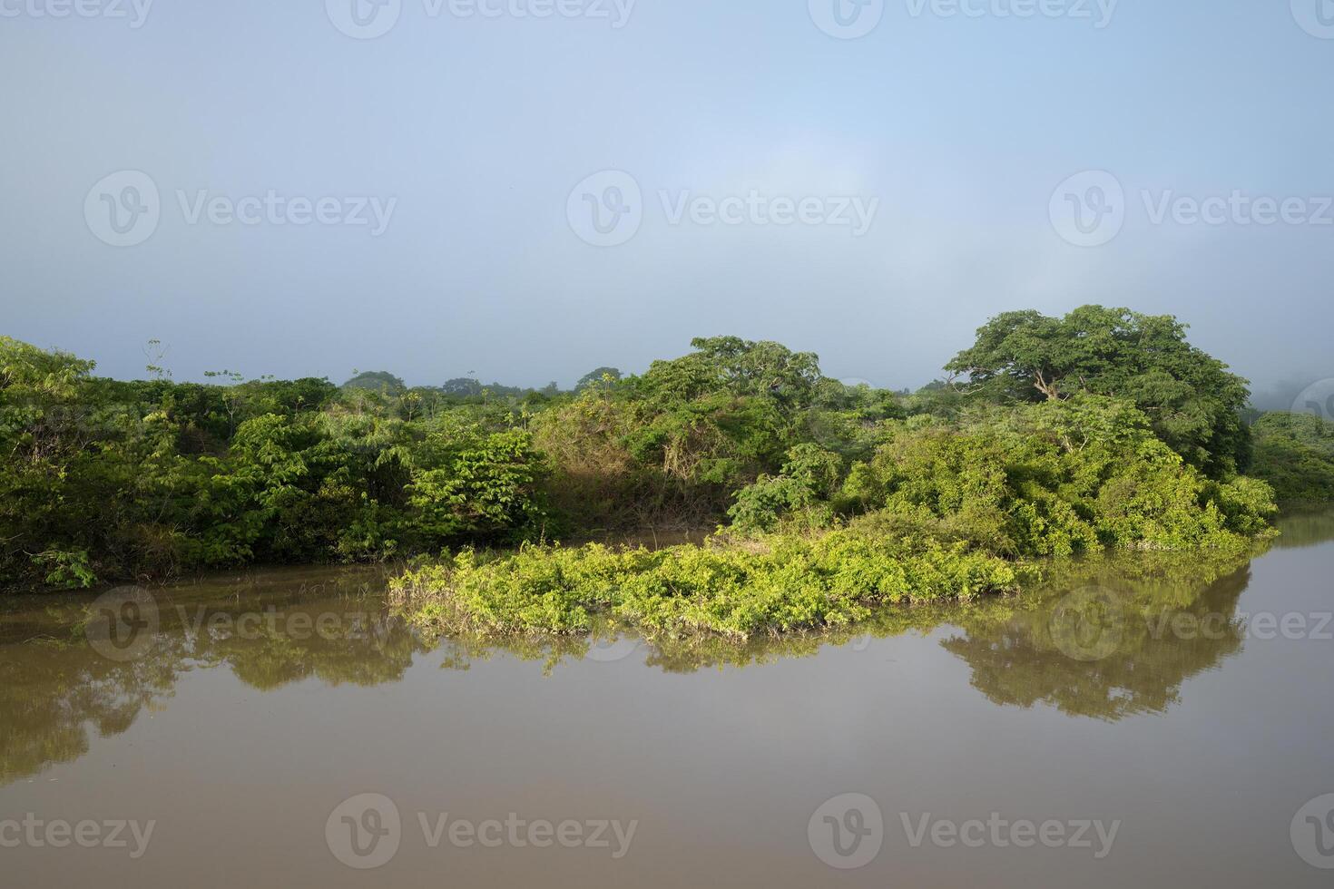 inundado selva árboles, amazonas estado, Brasil foto