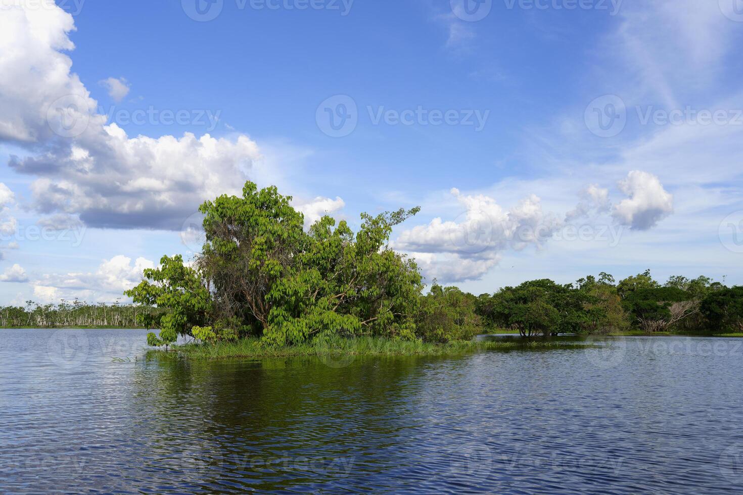 Flooded forest on the Abacaxis river, an Amazon tributary, Amazonas state, Brazil photo