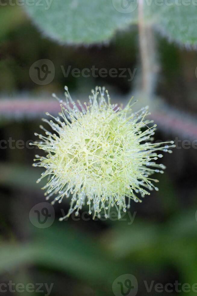 Passiflora foetida flower, Amazonian rainforest, Amazonas state, Brazil photo