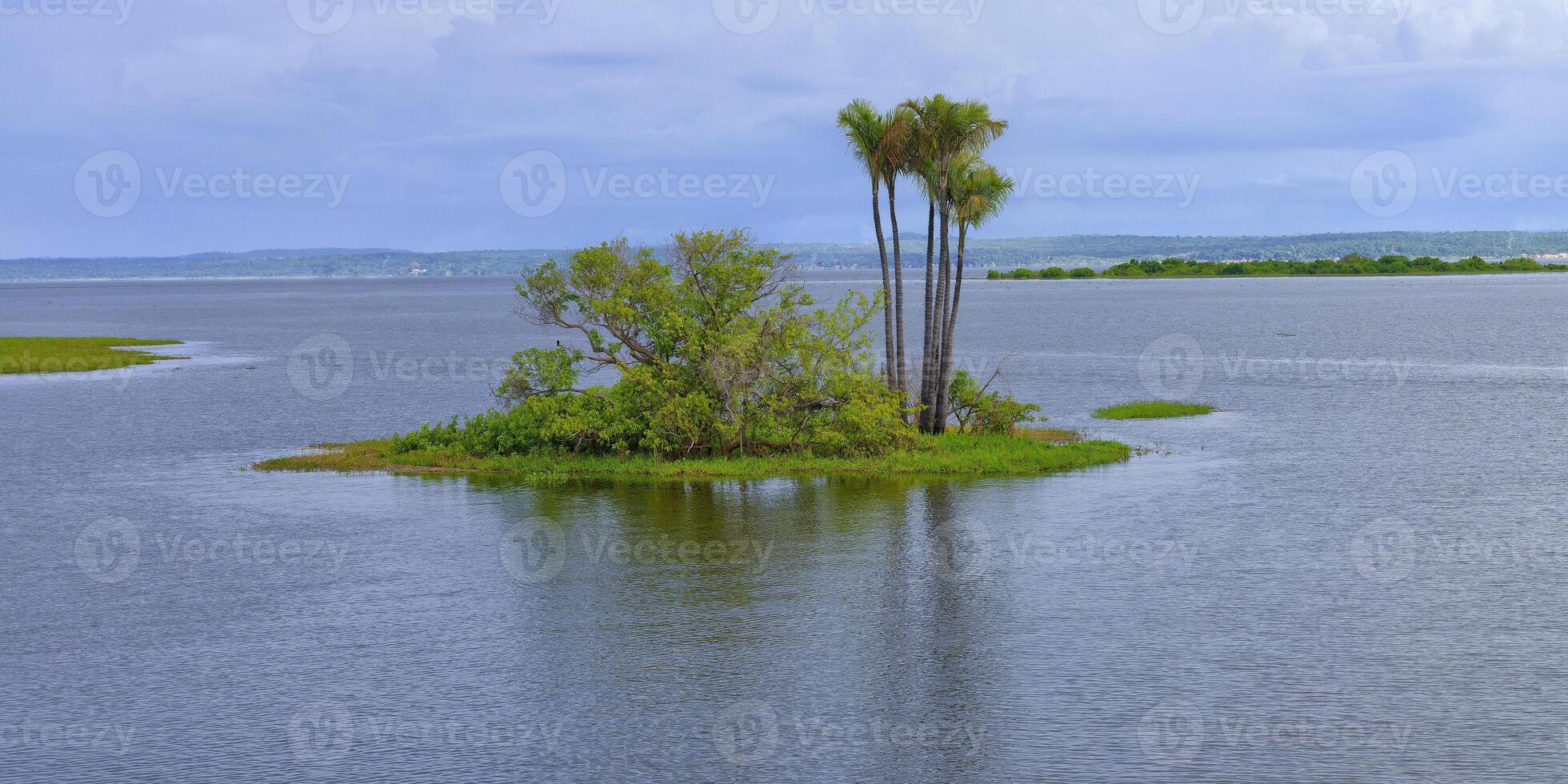 inundado bosque, paraca estado, Brasil foto