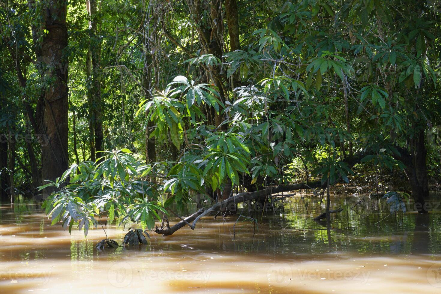 Trees in the flooded forest, Amazonas state, Brazil photo