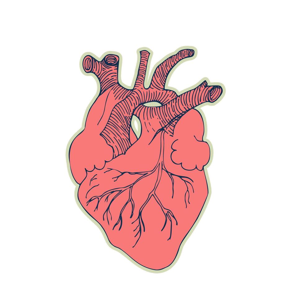 Sticker of human heart. Vintage anatomy doodle line sketch organ isolated on white background. Good idea for design retro medicine poster in hand drawn style. Anatomical body part vector illustration