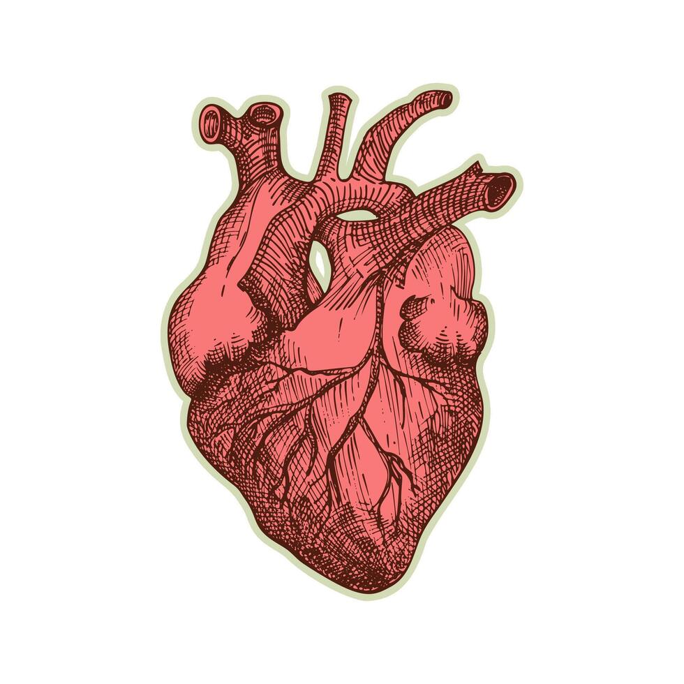 pegatina de humano corazón. Clásico anatomía grabado bosquejo Organo aislado en blanco antecedentes. bueno idea para diseño retro medicina póster en mano dibujado estilo. anatómico cuerpo parte vector ilustración