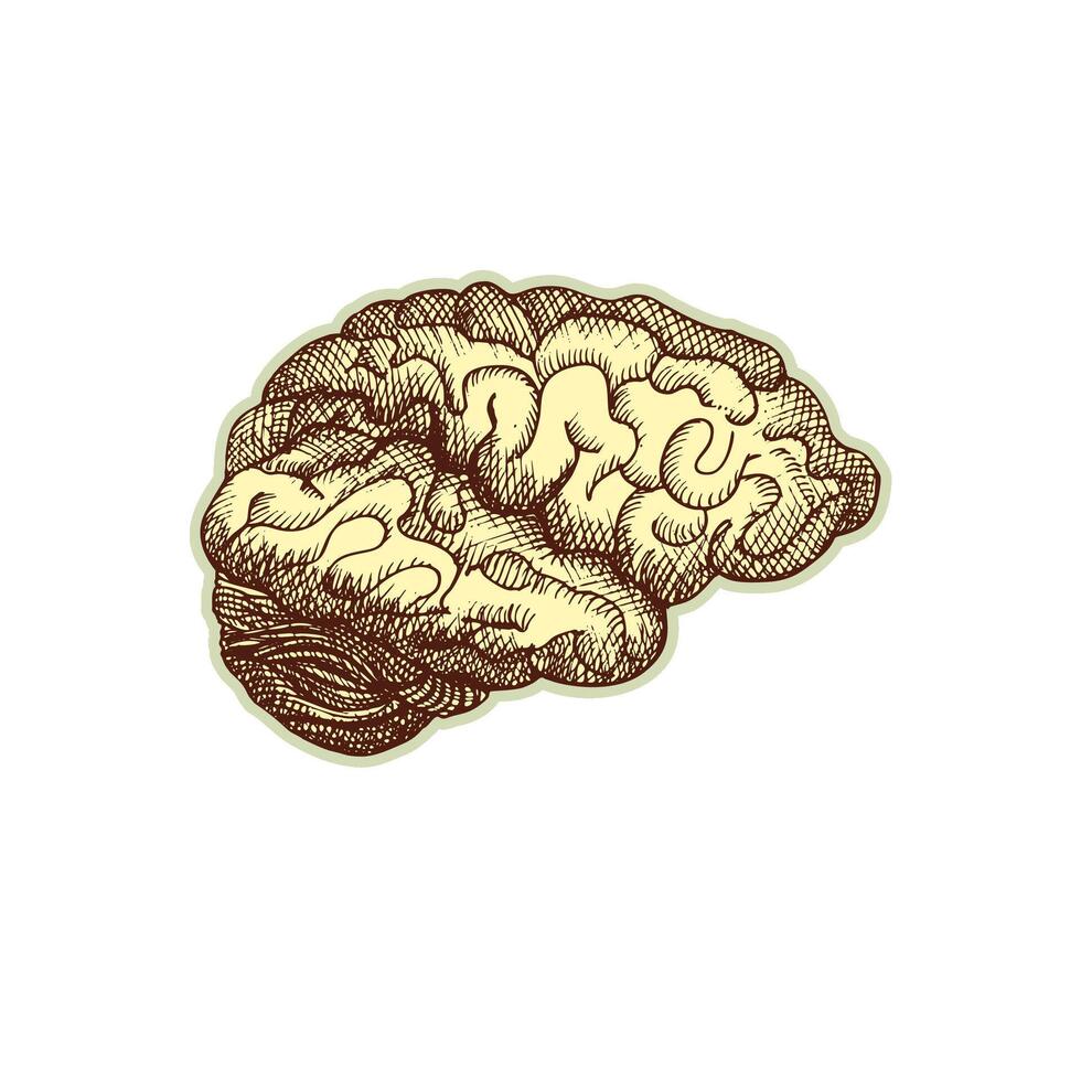 pegatina de humano cerebro. Clásico anatomía grabado bosquejo Organo aislado en blanco antecedentes. bueno idea para diseño retro medicina póster en mano dibujado estilo. anatómico cuerpo parte vector ilustración