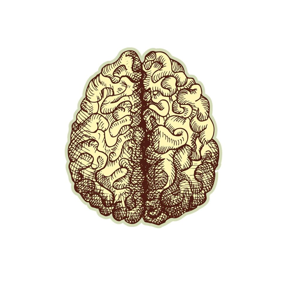 Sticker of human brain. Vintage anatomy engraving sketch organ isolated on white background. Good idea for design retro medicine poster in hand drawn style. Anatomical body part vector illustration