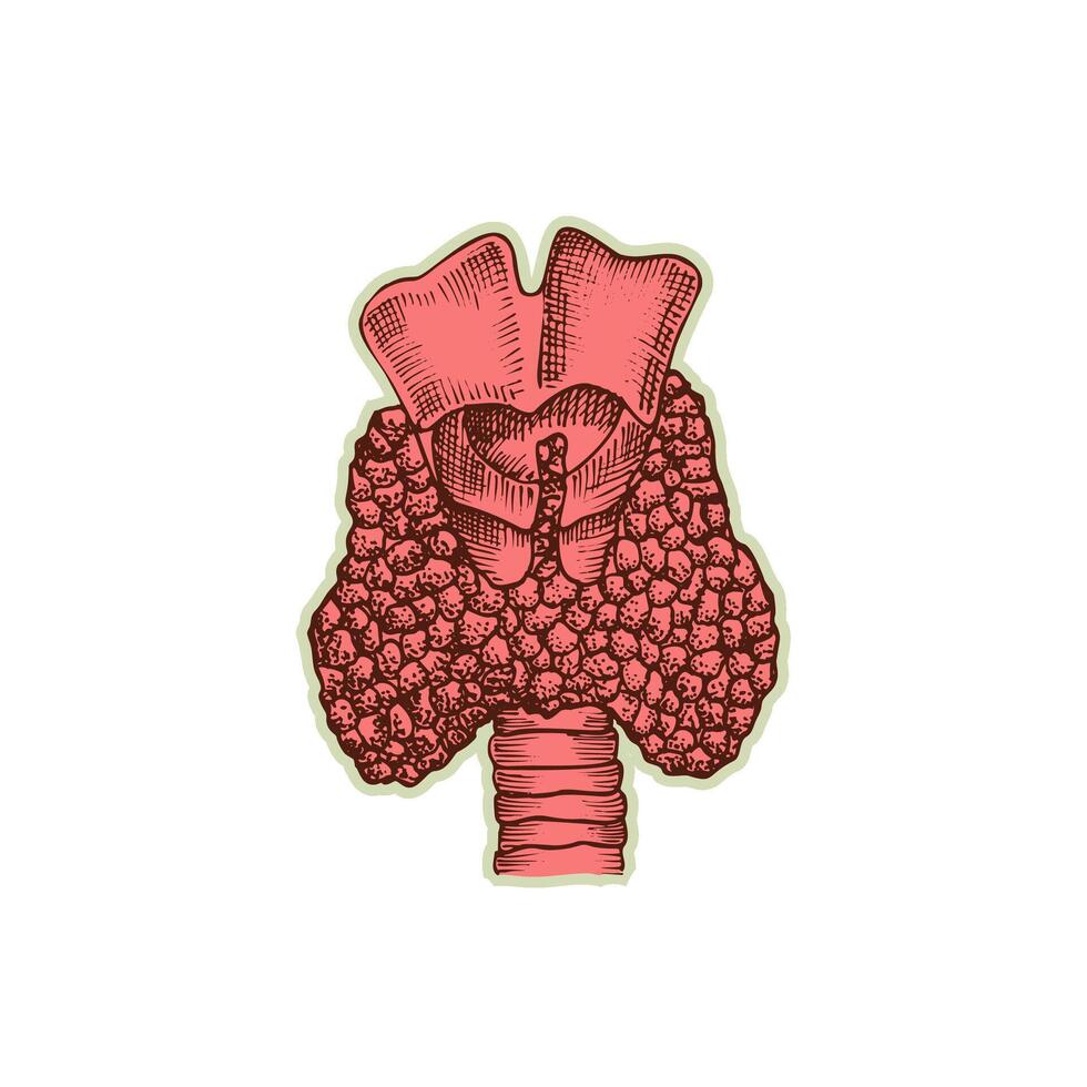 pegatina de humano corazón. Clásico anatomía grabado bosquejo Organo aislado en blanco antecedentes. bueno idea para diseño retro medicina póster en mano dibujado estilo. anatómico cuerpo parte vector ilustración