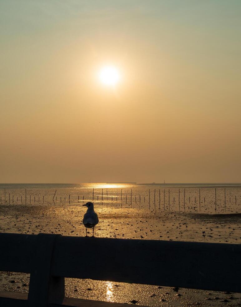 Panorama landscape travel summer sea wind cool holiday calm coastal big sunset sky light orange golden Nature tropical Beautiful evening hour day with one seagull At Bangpoo, Samut Prakan Thailand photo