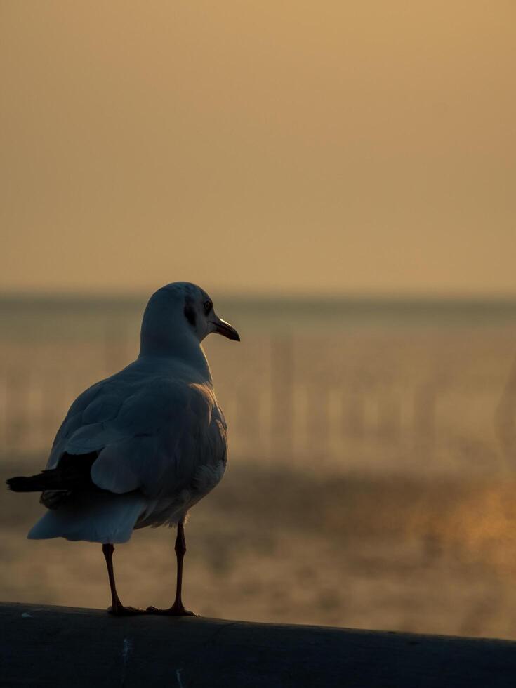 Panorama landscape travel summer sea wind cool holiday calm coastal big sunset sky light orange golden Nature tropical Beautiful evening hour day with one seagull At Bangpoo, Samut Prakan Thailand photo