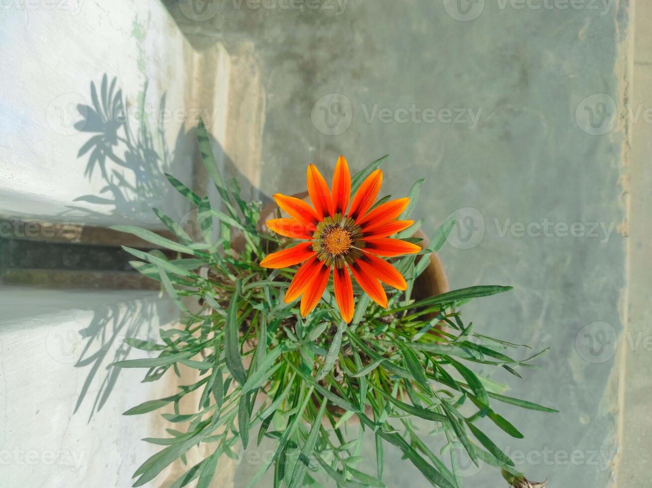 Orange gazania flower top view photo