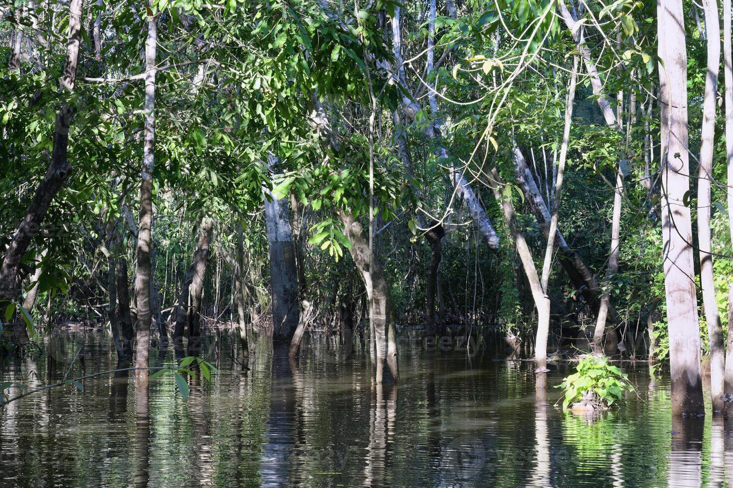 Flooded Rainforest trees, Amazonas state, Brazil photo