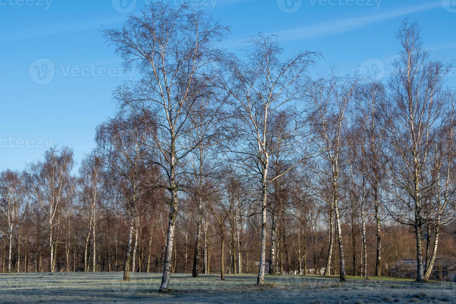 Birch trees in winter in sunlight with meadow photo
