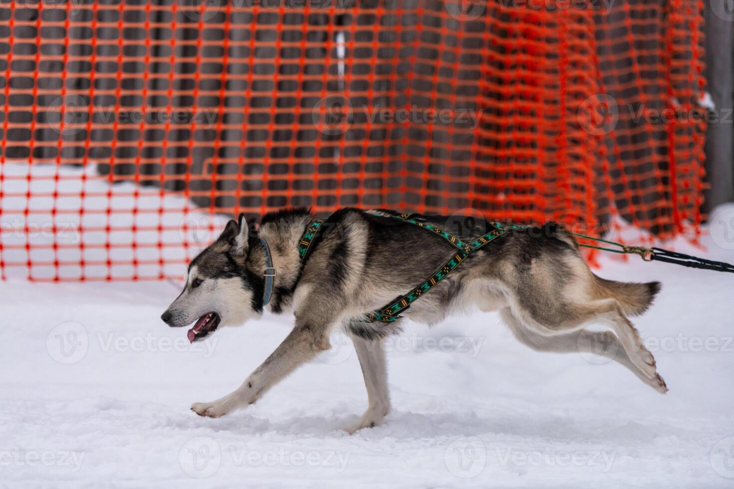 Sled dog racing. Husky sled dogs team in harness run and pull dog driver. Winter sport championship competition. photo