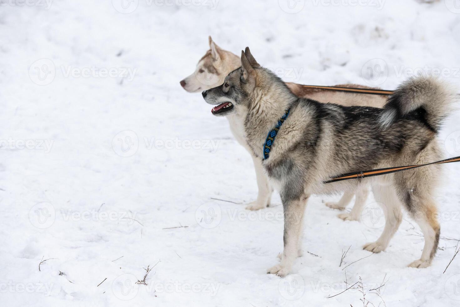 Husky dogs on tie out cable, waiting for sled dog race, winter background. Some adult pets before sport competition. photo