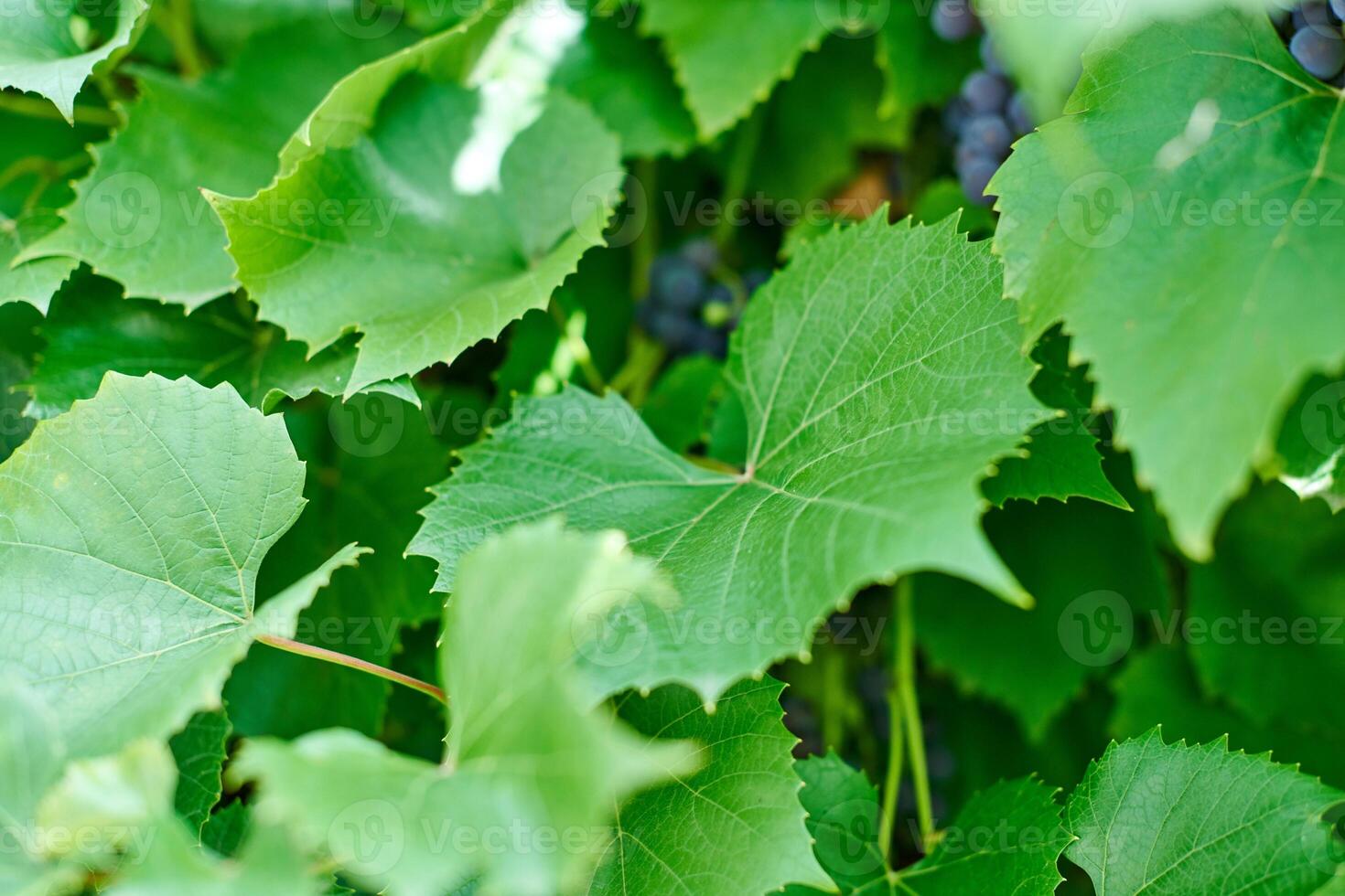 Grape leaves. Green vine leaves at sunny september day in vineyard. Soon autumn harvest of grapes for making wine, jam and juice. photo