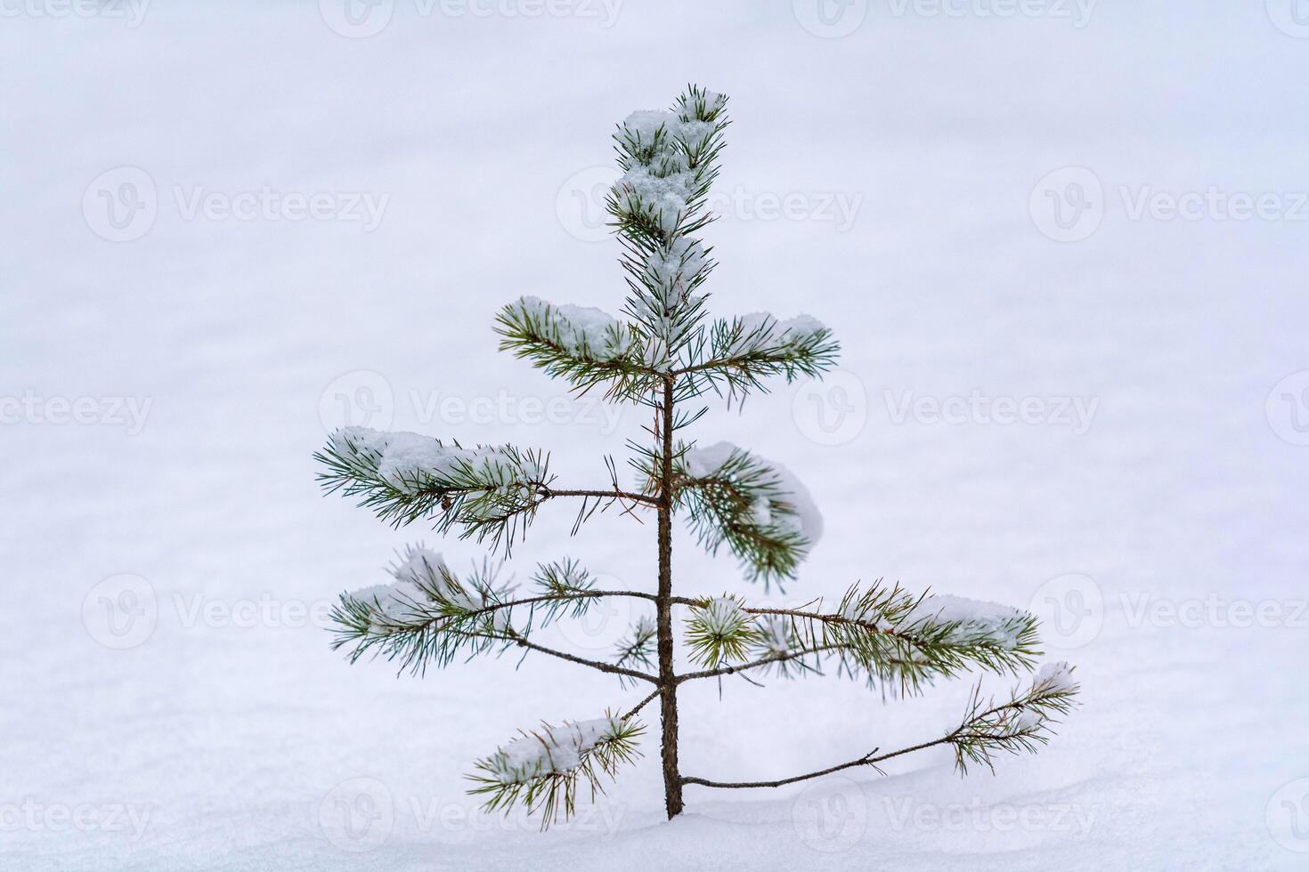 Treetop spruce over snow. Heavy snowfall, poor visibility and winter weather conditions. Little pine tree, copy space. photo