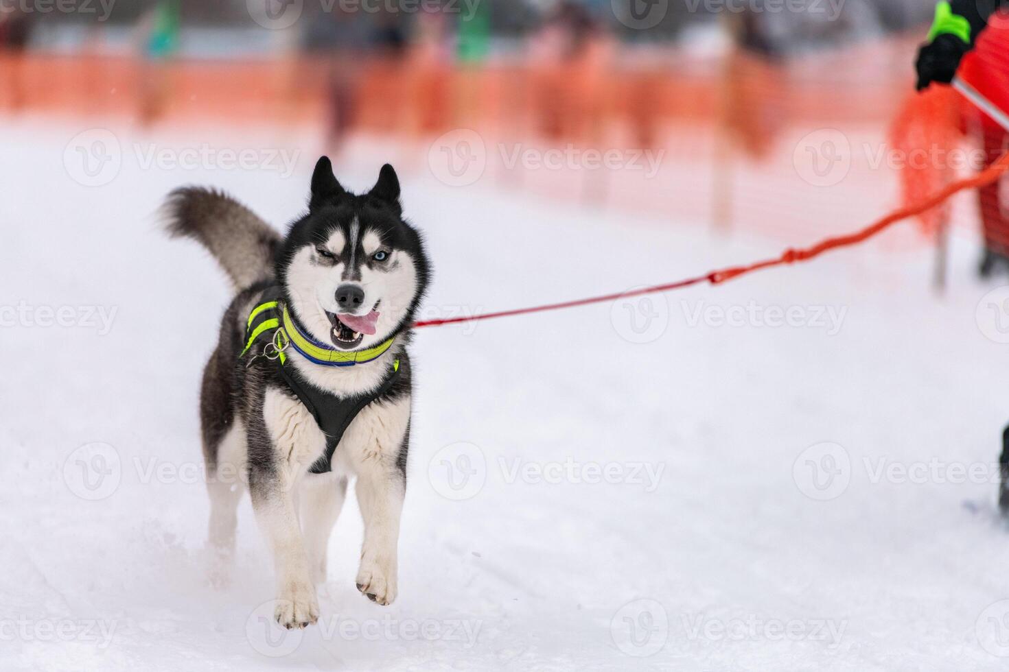 Sled dog skijoring. Husky sled dog pull dog musher. Sport championship competition. photo
