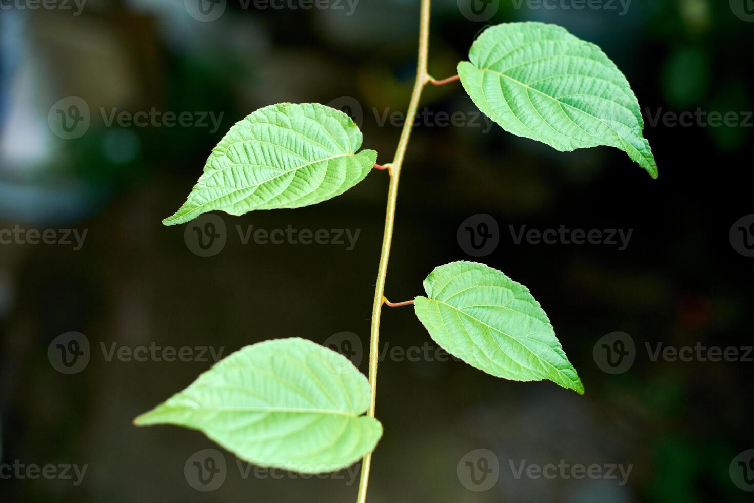 Grape leaves. Green vine leaves at sunny september day in vineyard. Soon autumn harvest of grapes for making wine, jam and juice. photo