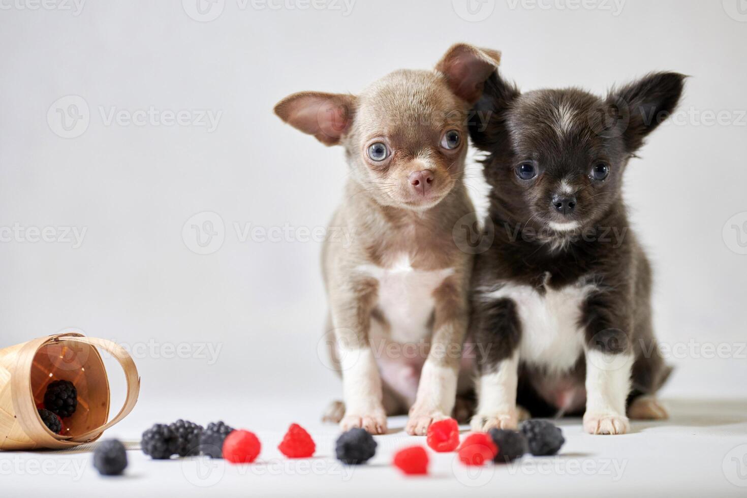 Two cute chihuahua dogs puppy. Funny little shorthair dogs. Preparing for a dog show photo