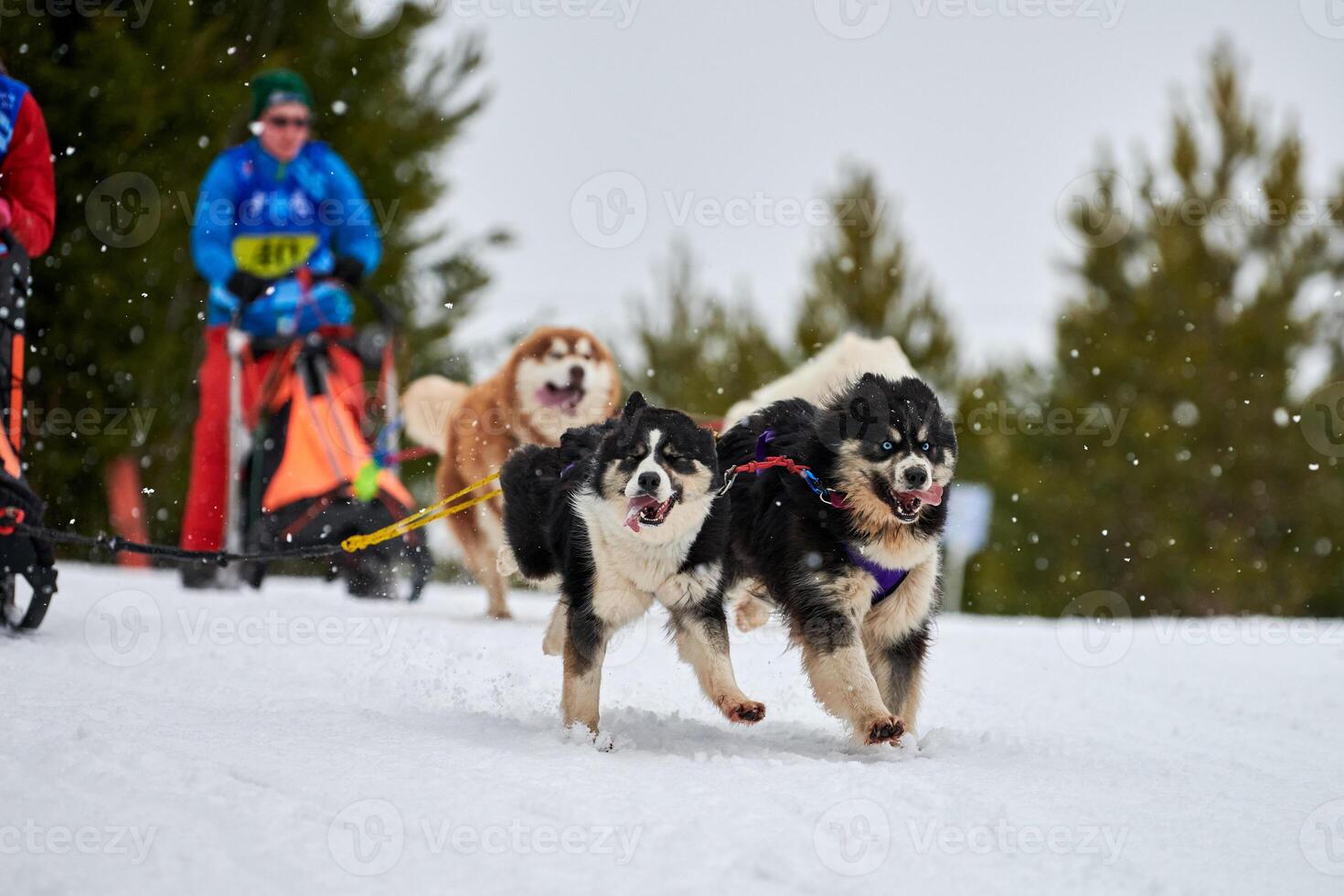 Husky sled dog racing photo