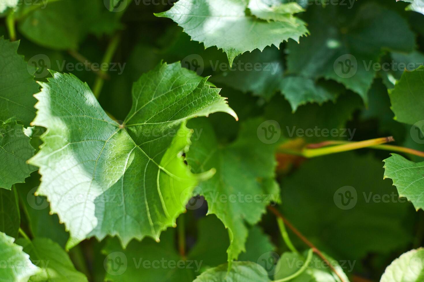 Grape leaves. Green vine leaves at sunny september day in vineyard. Soon autumn harvest of grapes for making wine, jam and juice. photo