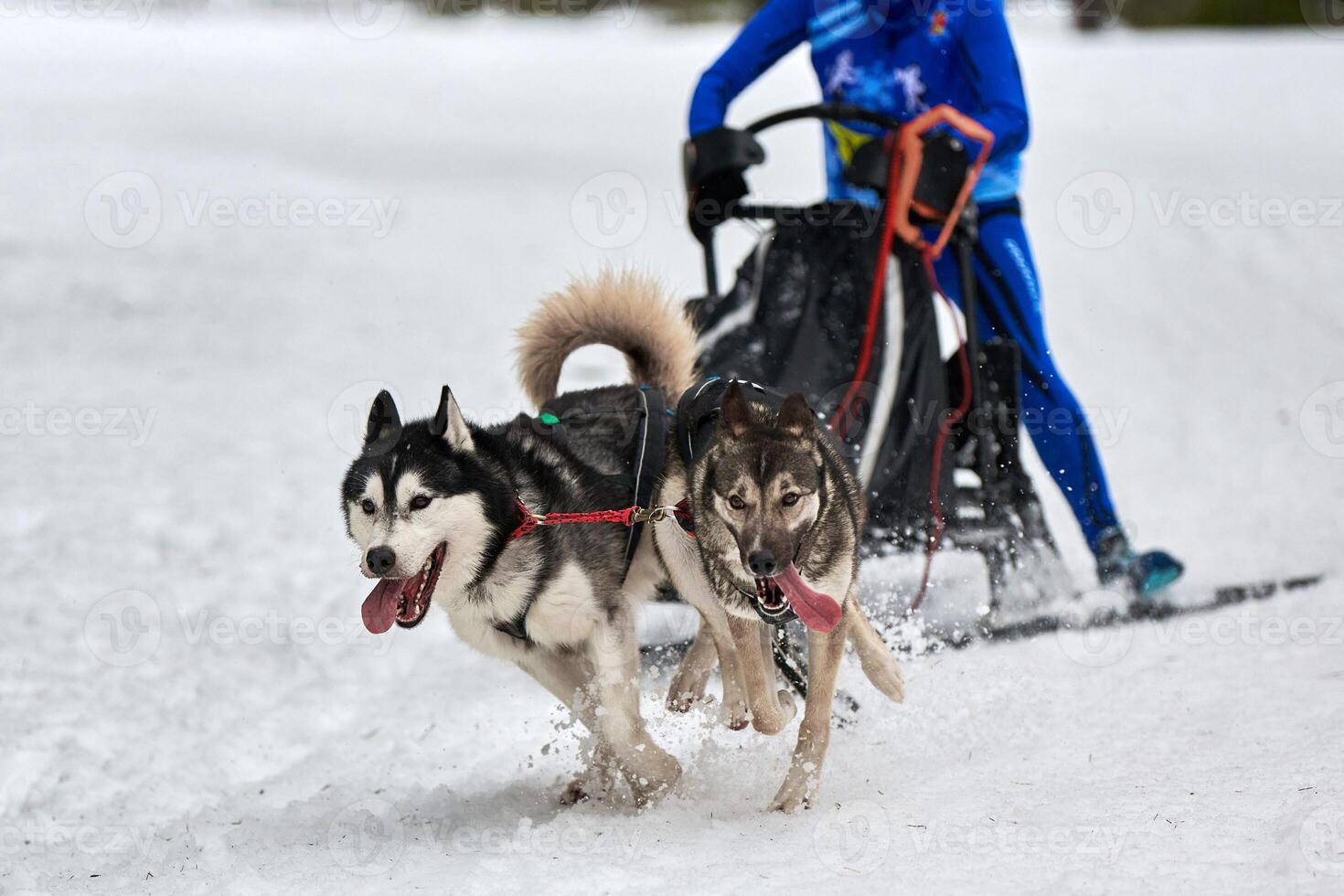 Husky sled dog racing photo