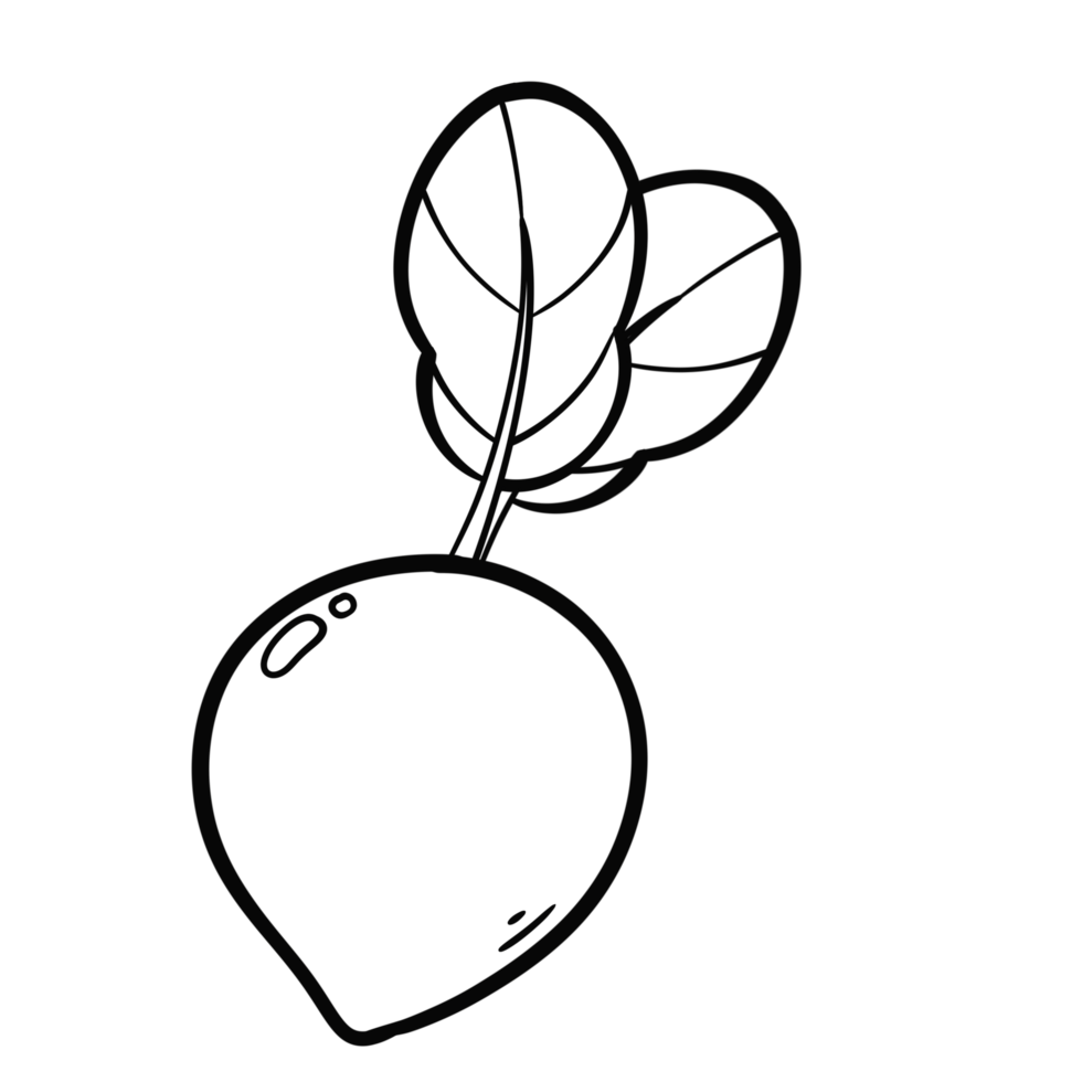 Outline doodle drawing of Radish png