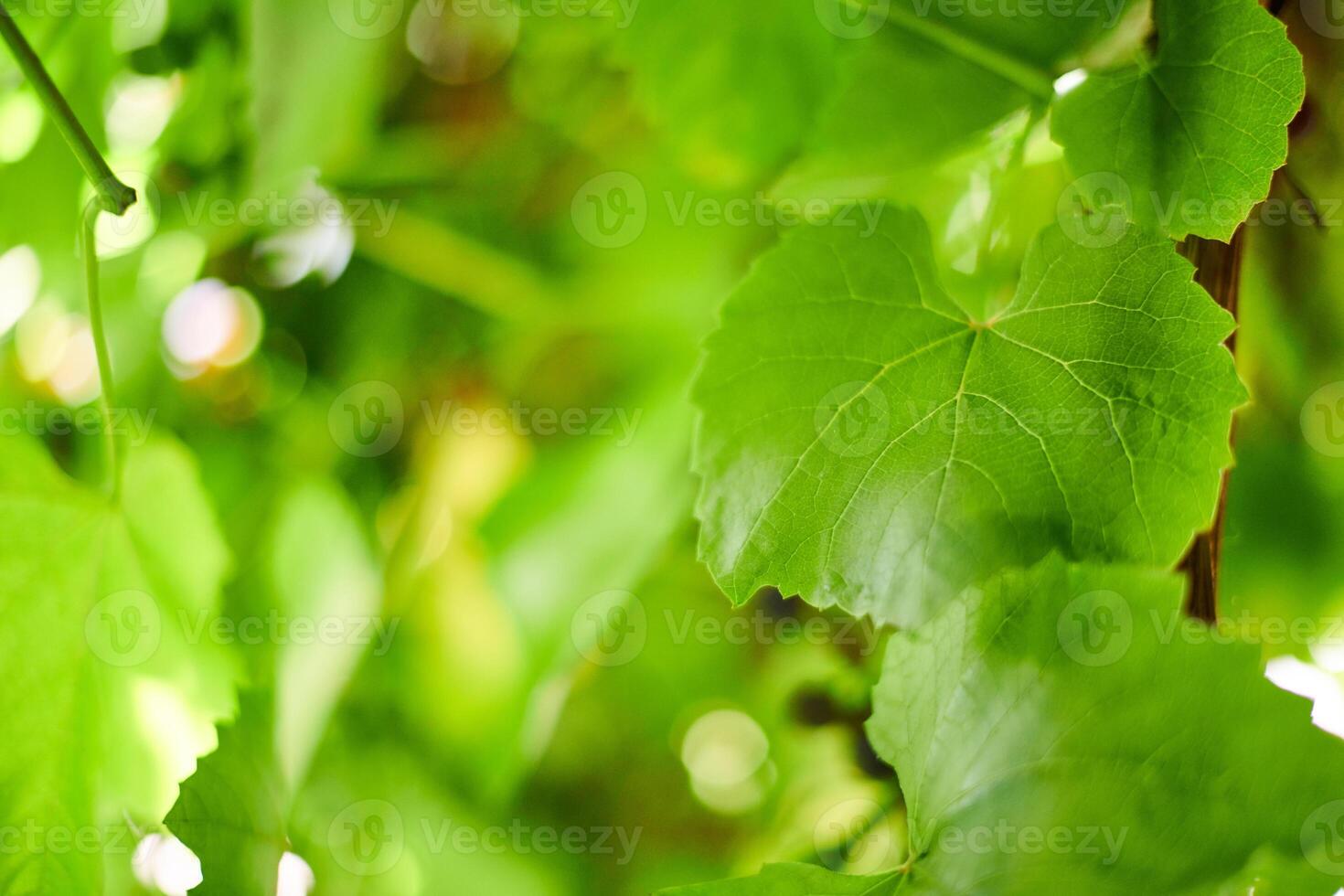 Grape leaves. Green vine leaves at sunny september day in vineyard. Soon autumn harvest of grapes for making wine, jam and juice. photo