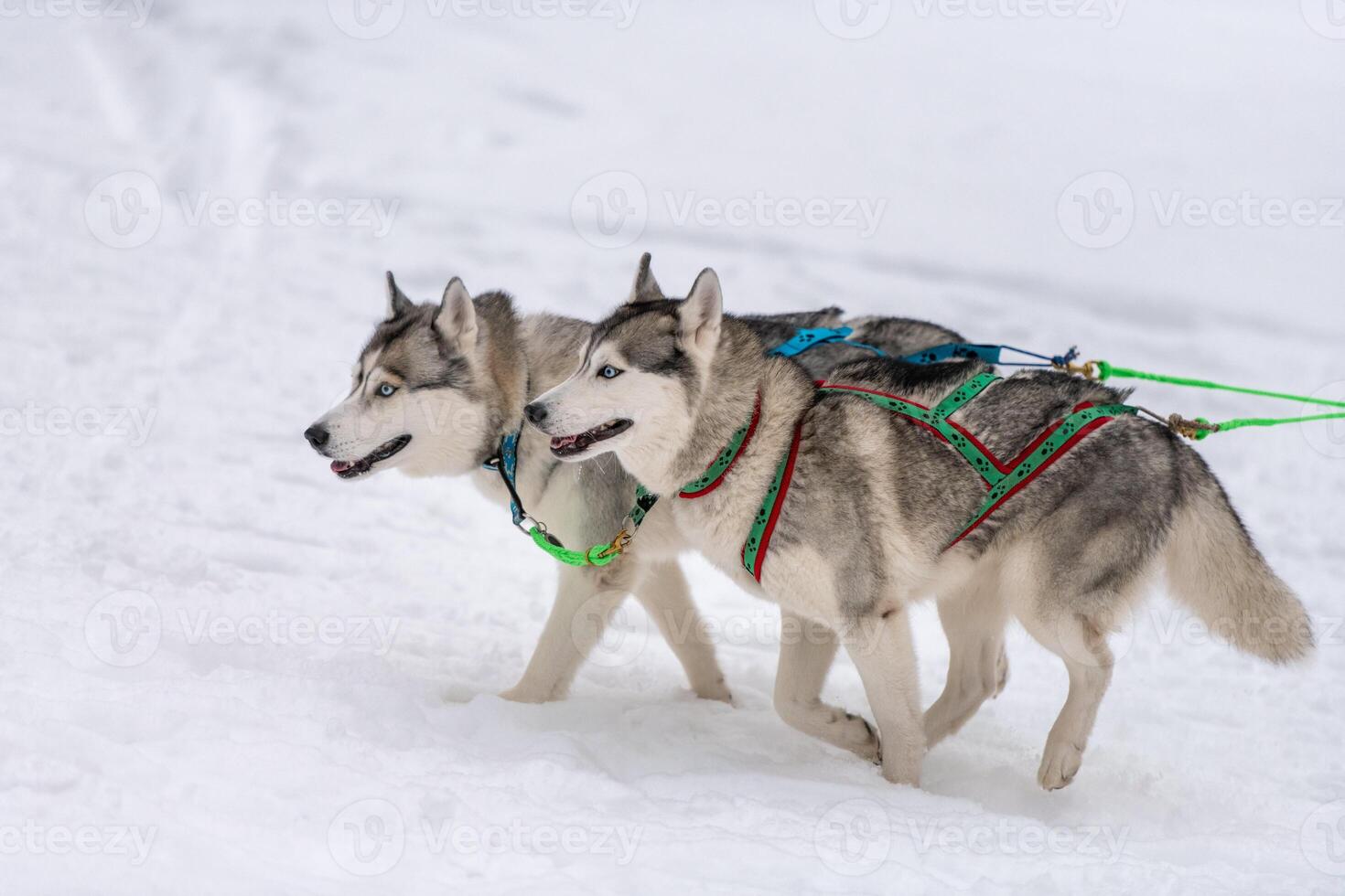 Sled dog racing. Husky sled dogs team in harness run and pull dog driver. Winter sport championship competition. photo