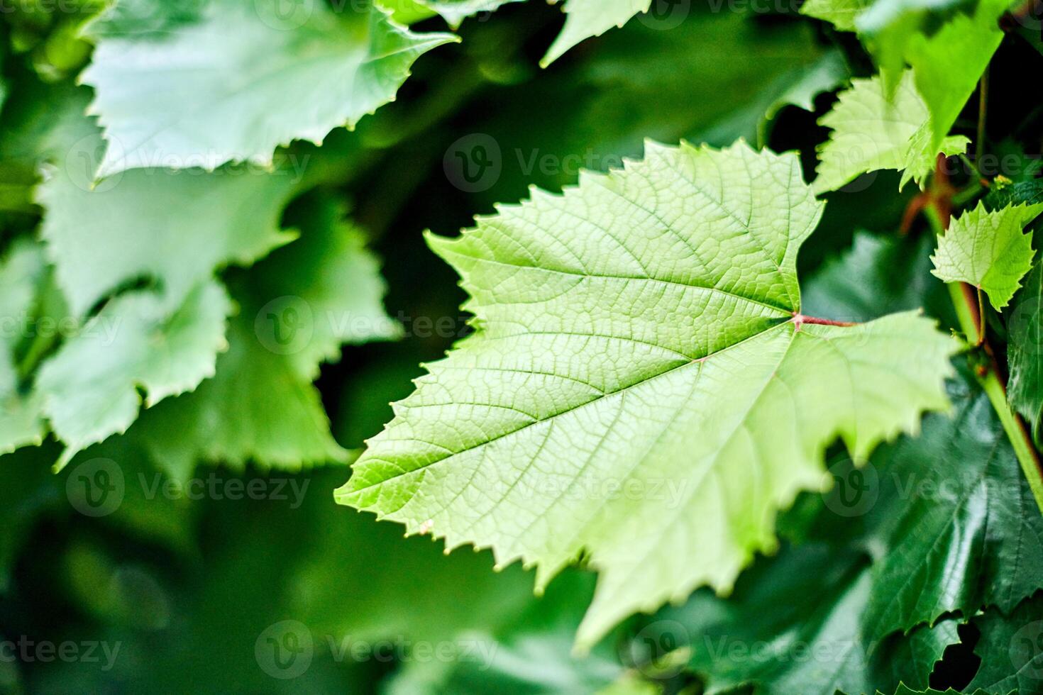 Grape leaves. Green vine leaves at sunny september day in vineyard. Soon autumn harvest of grapes for making wine, jam and juice. photo