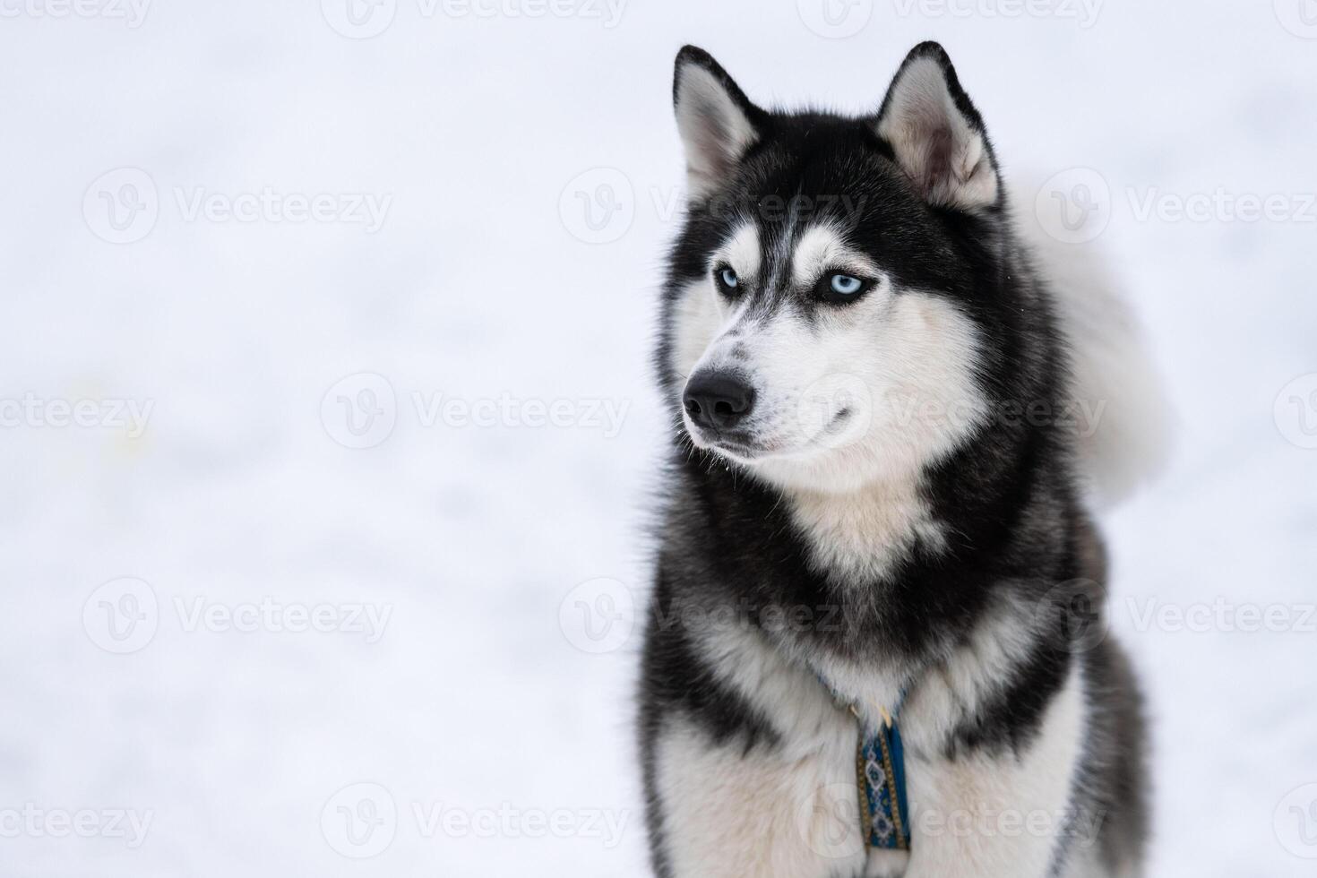 Husky dog portrait, winter snowy background. Funny pet on walking before sled dog training. photo