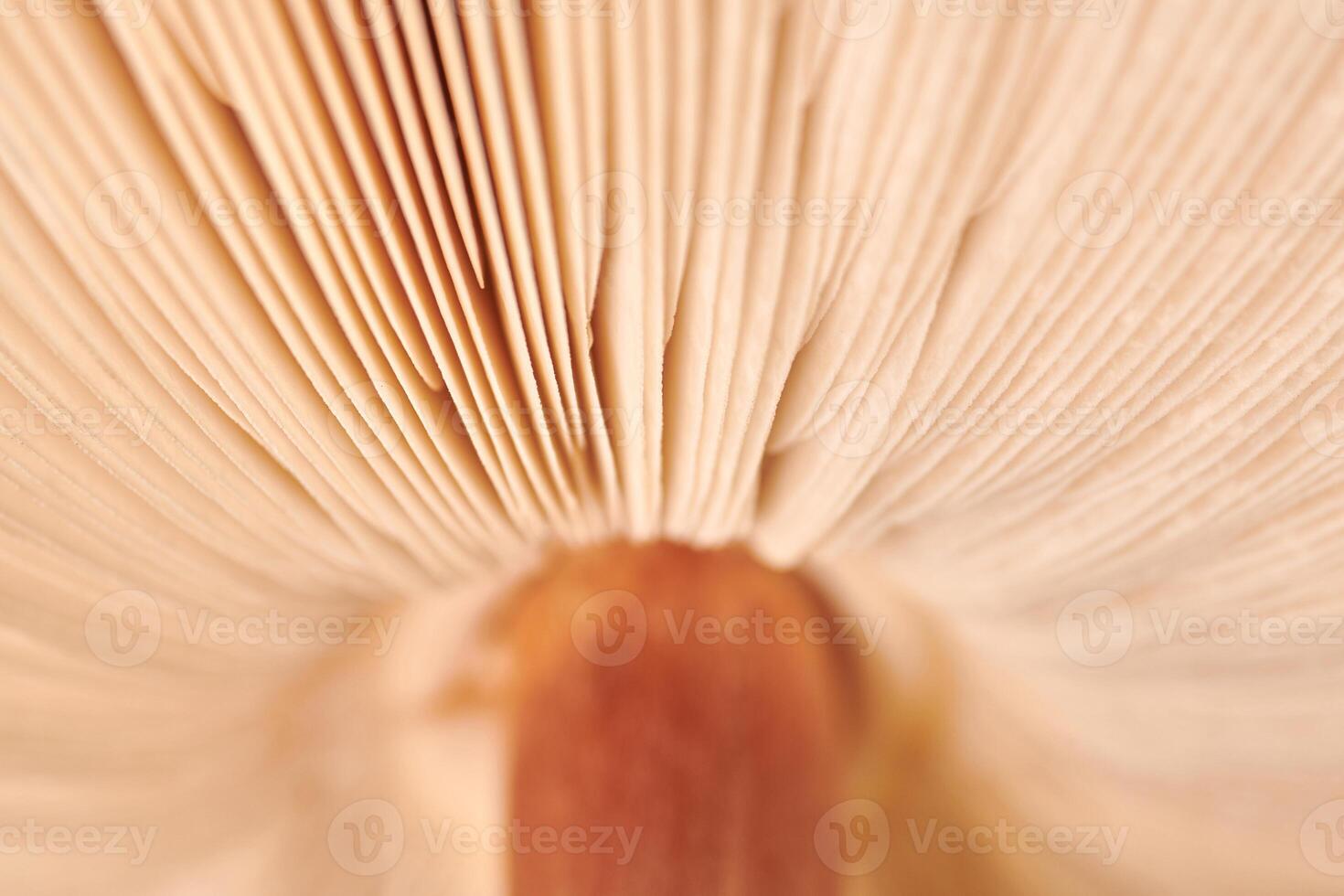 branquias de hongos agárico debajo de la tapa macro foto de primer plano, fotografía de profundidad de campo