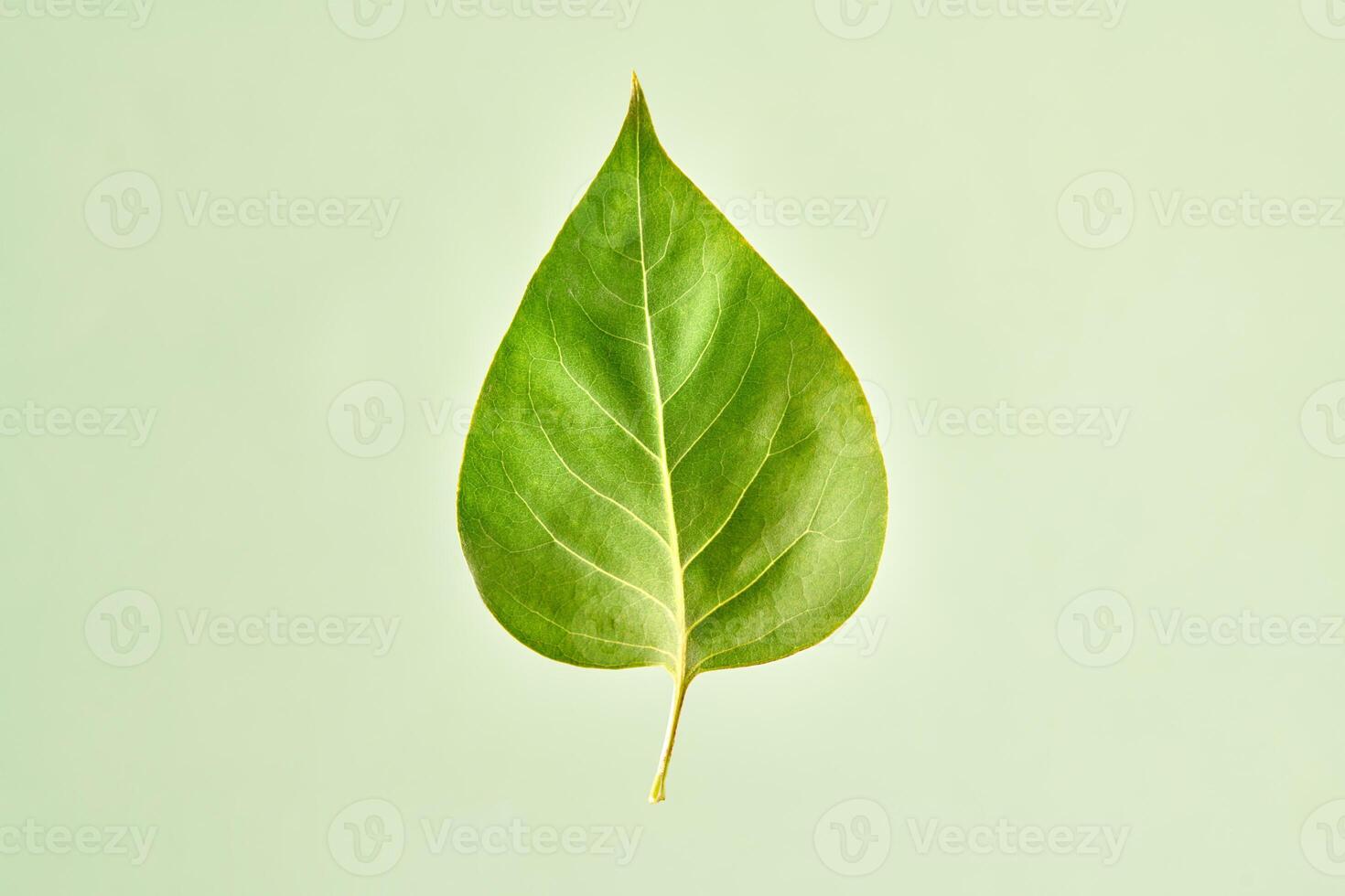 One green syringa tree leaf on light green background, detailed macro close up photo of liliac leaf