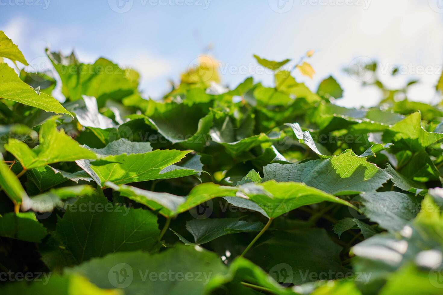 Grape leaves. Green vine leaves at sunny september day in vineyard. Soon autumn harvest of grapes for making wine, jam and juice. photo