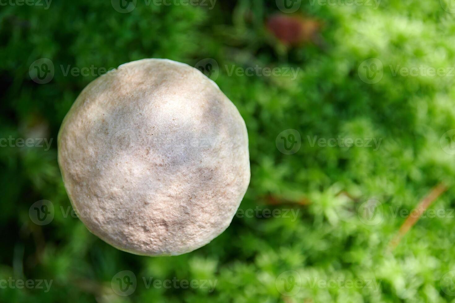 Birch mushroom, top view. Edible fungus growing in moss. White ghost bog bolete. Copy space photo