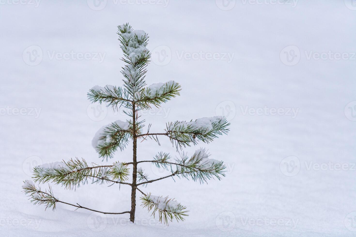 Treetop spruce over snow. Heavy snowfall, poor visibility and winter weather conditions. Little pine tree, copy space. photo