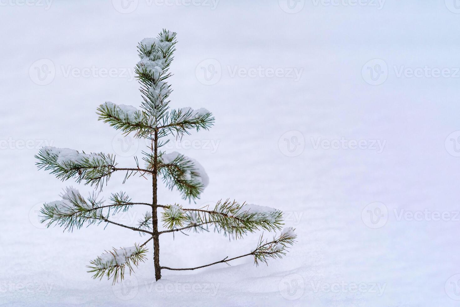 Treetop spruce over snow. Heavy snowfall, poor visibility and winter weather conditions. Little pine tree, copy space. photo