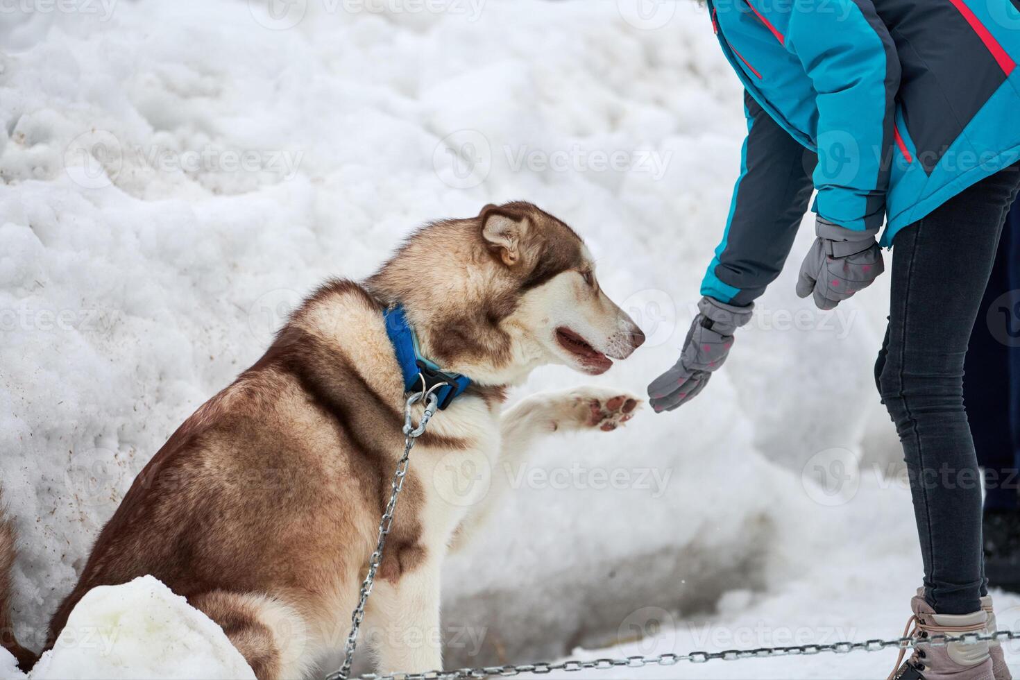 Husky sled dog and owner friendship, winter background photo