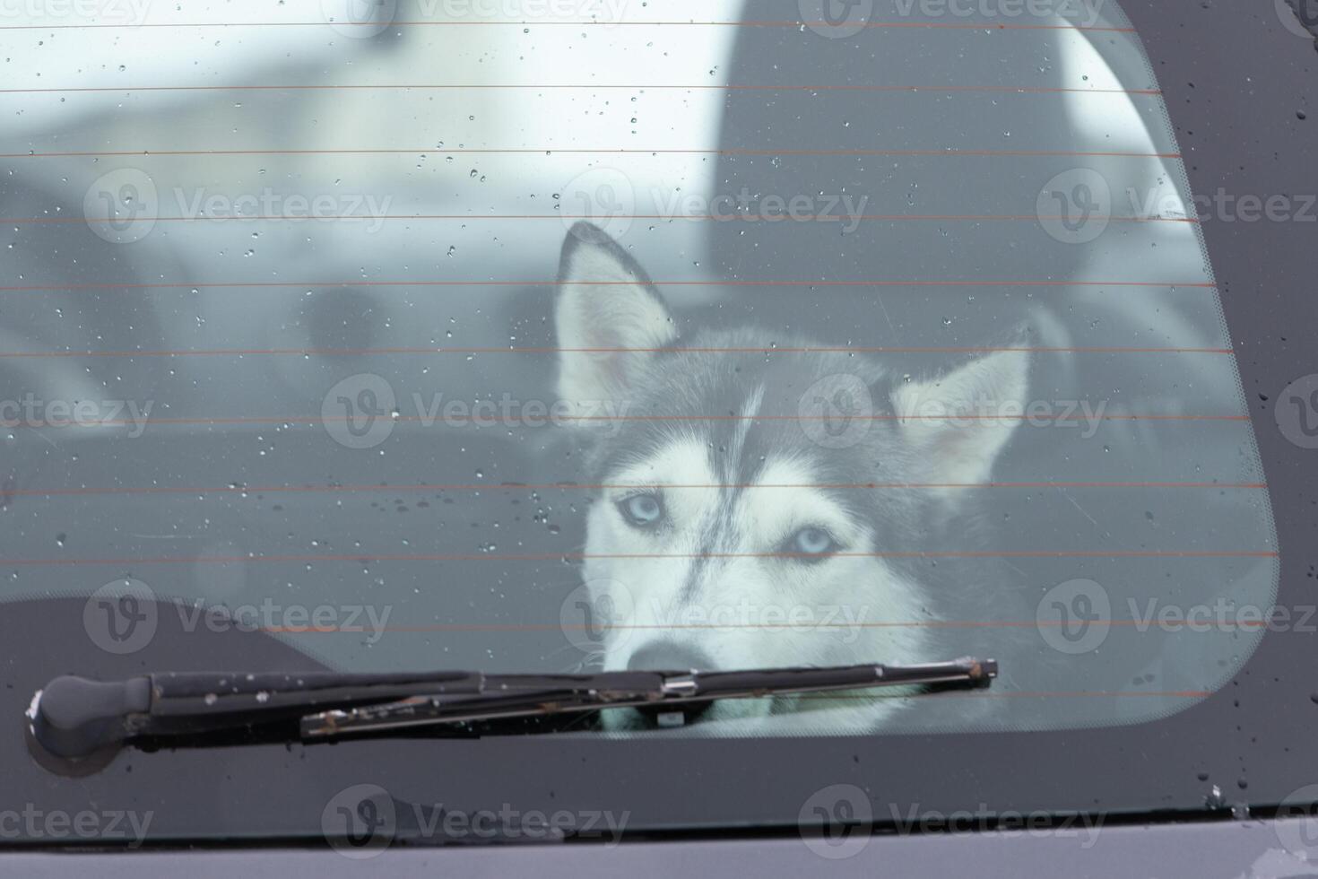Sad and funny Siberian Husky dog in car, cute pet. Dog waiting for walking before sled dog training and race. photo