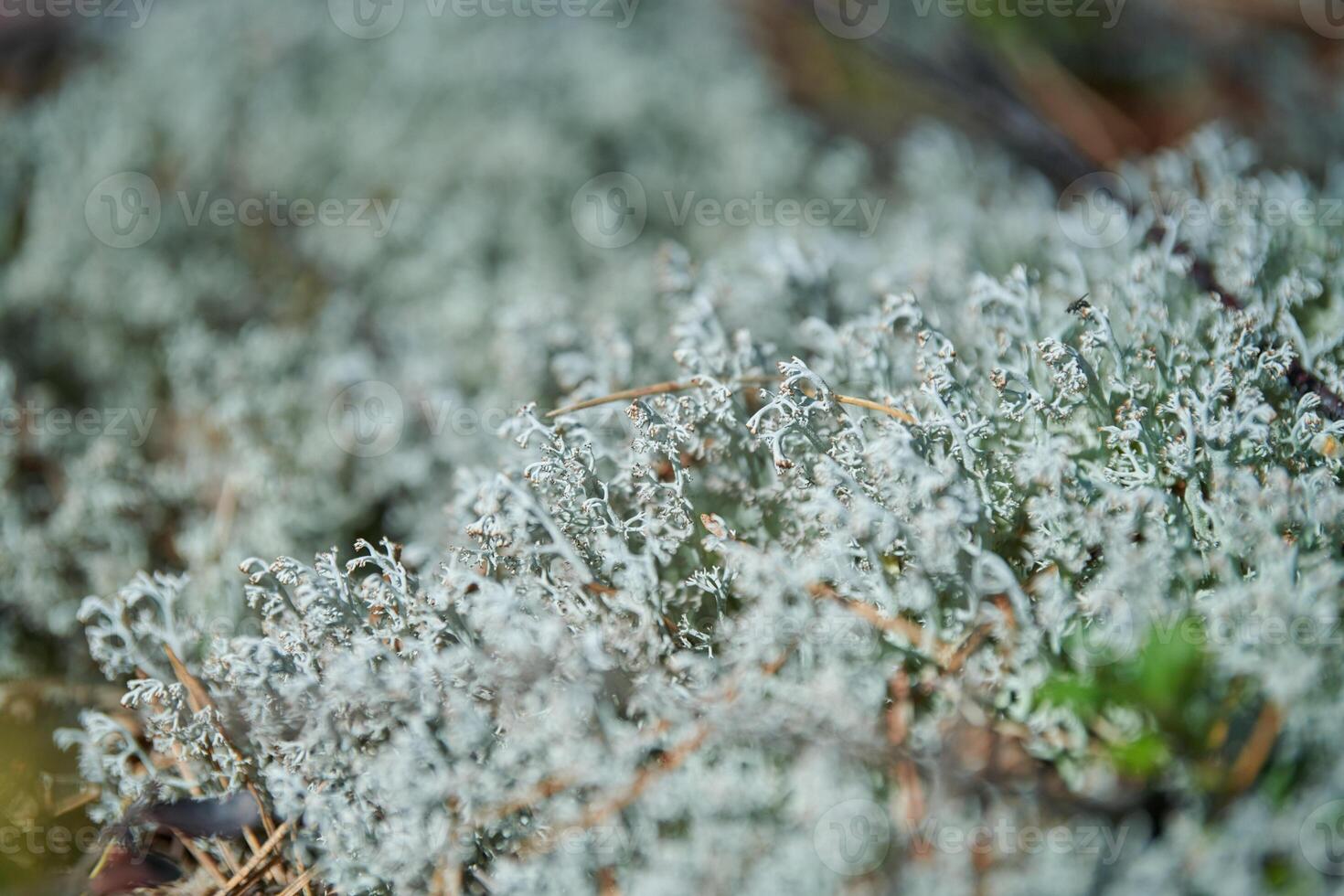 Moss lichen Cladonia rangiferina. Grey reindeer lichen. Beautiful light-colored forest moss growing in warm and cold climates. Deer, caribou moss. photo